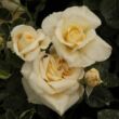 Rosa 'Claudia Cardinale™' - sárga - nosztalgia rózsa