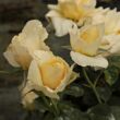 Rosa 'Claudia Cardinale™' - sárga - nosztalgia rózsa