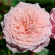 Kép 1/3 - Rosa 'William Christie™' - rózsaszín - nosztalgia rózsa