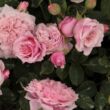 Rosa 'William Christie™' - rózsaszín - nosztalgia rózsa