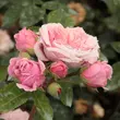 Kép 3/3 - Rosa 'William Christie™' - rózsaszín - nosztalgia rózsa