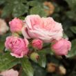 Kép 3/3 - Rosa 'William Christie™' - rózsaszín - nosztalgia rózsa