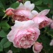 Kép 2/3 - Rosa 'Sonia Rykiel™' - rózsaszín - nosztalgia rózsa