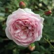 Kép 3/3 - Rosa 'Sonia Rykiel™' - rózsaszín - nosztalgia rózsa