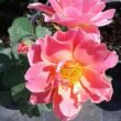 Kép 1/3 - Rosa 'Edouard Guillot™' - rózsaszín - virágágyi floribunda rózsa