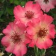 Kép 2/3 - Rosa 'Edouard Guillot™' - rózsaszín - virágágyi floribunda rózsa