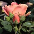Rosa 'Edouard Guillot™' - rózsaszín - virágágyi floribunda rózsa