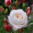 Kép 2/3 - Rosa 'Eliane Gillet™' - fehér - nosztalgia rózsa