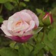 Rosa 'Eliane Gillet™' - fehér - nosztalgia rózsa