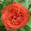 Kép 1/3 - Rosa 'Emilien Guillot™' - narancssárga - nosztalgia rózsa