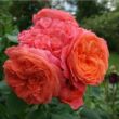 Rosa 'Emilien Guillot™' - narancssárga - nosztalgia rózsa