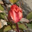 Kép 3/3 - Rosa 'Emilien Guillot™' - narancssárga - nosztalgia rózsa
