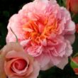 Kép 1/3 - Rosa 'Versigny™' - rózsaszín - nosztalgia rózsa