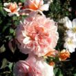Kép 2/3 - Rosa 'Versigny™' - rózsaszín - nosztalgia rózsa