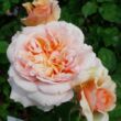 Rosa 'Versigny™' - rózsaszín - nosztalgia rózsa