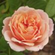 Kép 1/3 - Rosa 'Paul Bocuse™' - rózsaszín - nosztalgia rózsa