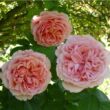 Rosa 'Paul Bocuse™' - rózsaszín - nosztalgia rózsa