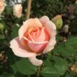 Kép 3/3 - Rosa 'Paul Bocuse™' - rózsaszín - nosztalgia rózsa