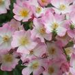 Kép 1/3 - Rosa 'Ballerina' - rózsaszín - parkrózsa