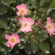Kép 2/3 - Rosa 'Ballerina' - rózsaszín - parkrózsa