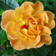 Kép 1/3 - Rosa 'Bessy™' - narancssárga - talajtakaró rózsa