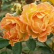Kép 2/3 - Rosa 'Bessy™' - narancssárga - talajtakaró rózsa