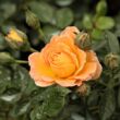 Kép 3/3 - Rosa 'Bessy™' - narancssárga - talajtakaró rózsa
