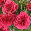 Rosa 'Limesfeuer™' - rózsaszín - talajtakaró rózsa