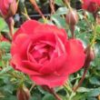 Rosa 'Limesglut™' - vörös - talajtakaró rózsa