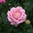 Kép 2/3 - Rosa 'Myriam™' - rózsaszín - teahibrid rózsa