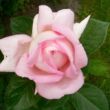 Rosa 'Myriam™' - rózsaszín - teahibrid rózsa