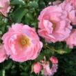 Kép 2/3 - Rosa 'Sommerwind®' - rózsaszín - talajtakaró rózsa