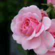 Rosa 'Sommerwind®' - rózsaszín - talajtakaró rózsa