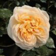 Kép 1/3 - Rosa 'Felidaé™' - sárga - nosztalgia rózsa