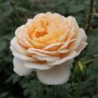 Kép 2/3 - Rosa 'Felidaé™' - sárga - nosztalgia rózsa