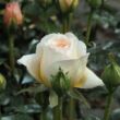 Rosa 'Felidaé™' - sárga - nosztalgia rózsa