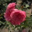 Kép 2/3 - Rosa 'Morden Ruby™' - rózsaszín - virágágyi floribunda rózsa
