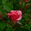 Kép 3/3 - Rosa 'Morden Ruby™' - rózsaszín - virágágyi floribunda rózsa