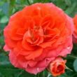 Kép 1/3 - Rosa 'Miami™' - narancssárga - törpe - mini rózsa