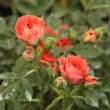 Rosa 'Miami™' - narancssárga - törpe - mini rózsa