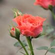 Rosa 'Miami™' - narancssárga - törpe - mini rózsa