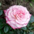 Kép 1/3 - Rosa 'Portofino™' - rózsaszín - törpe - mini rózsa