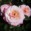 Rosa 'Portofino™' - rózsaszín - törpe - mini rózsa