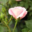 Kép 3/3 - Rosa 'Portofino™' - rózsaszín - törpe - mini rózsa
