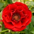Kép 1/3 - Rosa 'Roma™' - vörös - törpe - mini rózsa