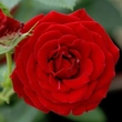 Kép 2/3 - Rosa 'Roma™' - vörös - törpe - mini rózsa
