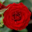 Rosa 'Roma™' - vörös - törpe - mini rózsa