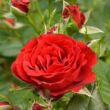 Kép 3/3 - Rosa 'Roma™' - vörös - törpe - mini rózsa