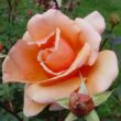 Kép 2/3 - Rosa 'Just Joey™' - narancssárga - teahibrid rózsa
