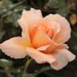 Rosa 'Just Joey™' - narancssárga - teahibrid rózsa
